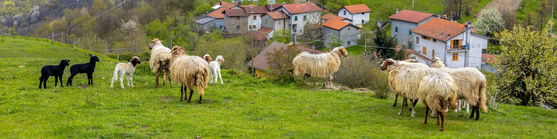 A flock of sheep on the background of an inland town in the province of Genoa, Italy