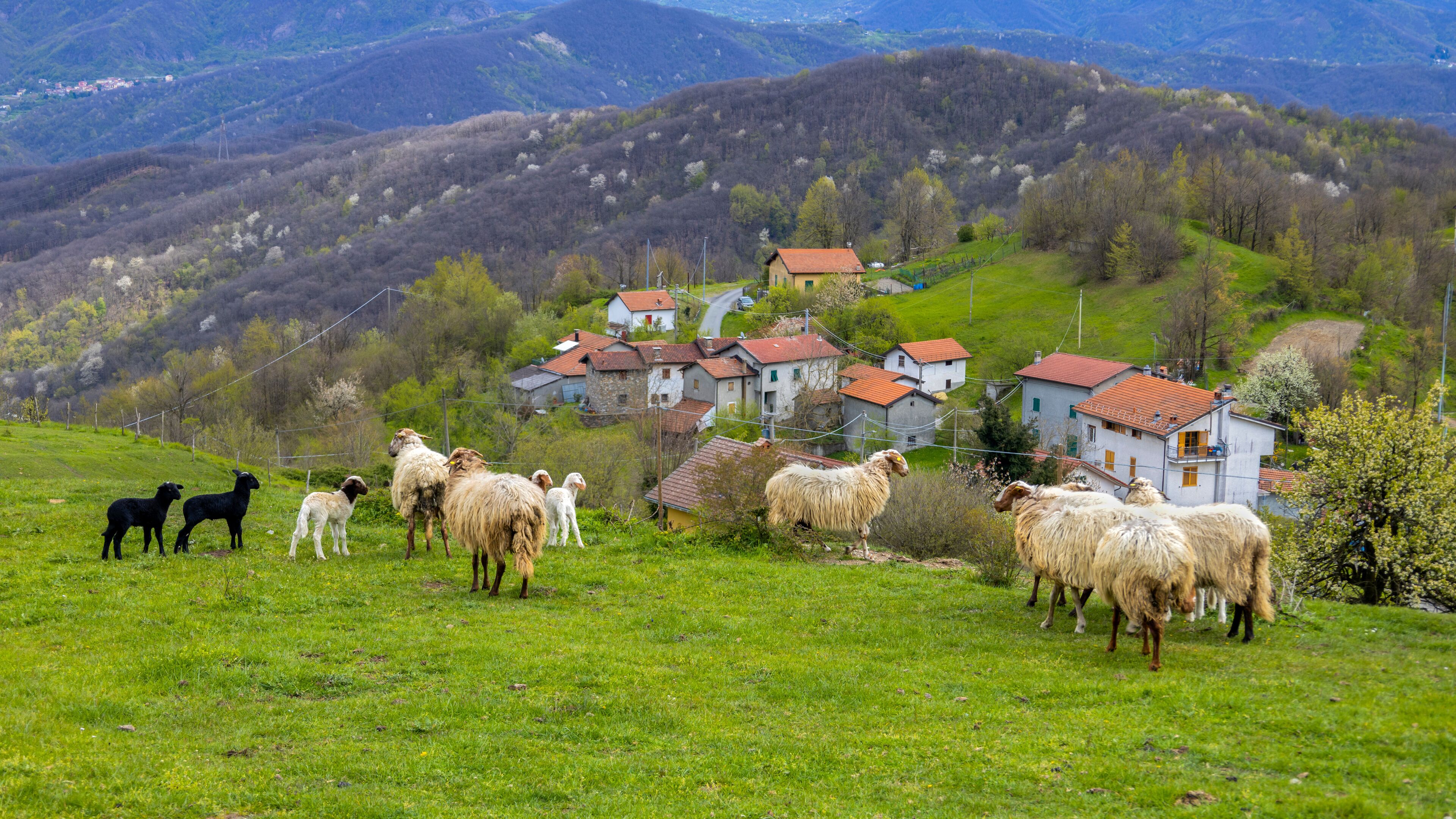 A rural landscape with a flock of sheep grazing on a hillside, surrounded by houses with red roofs.