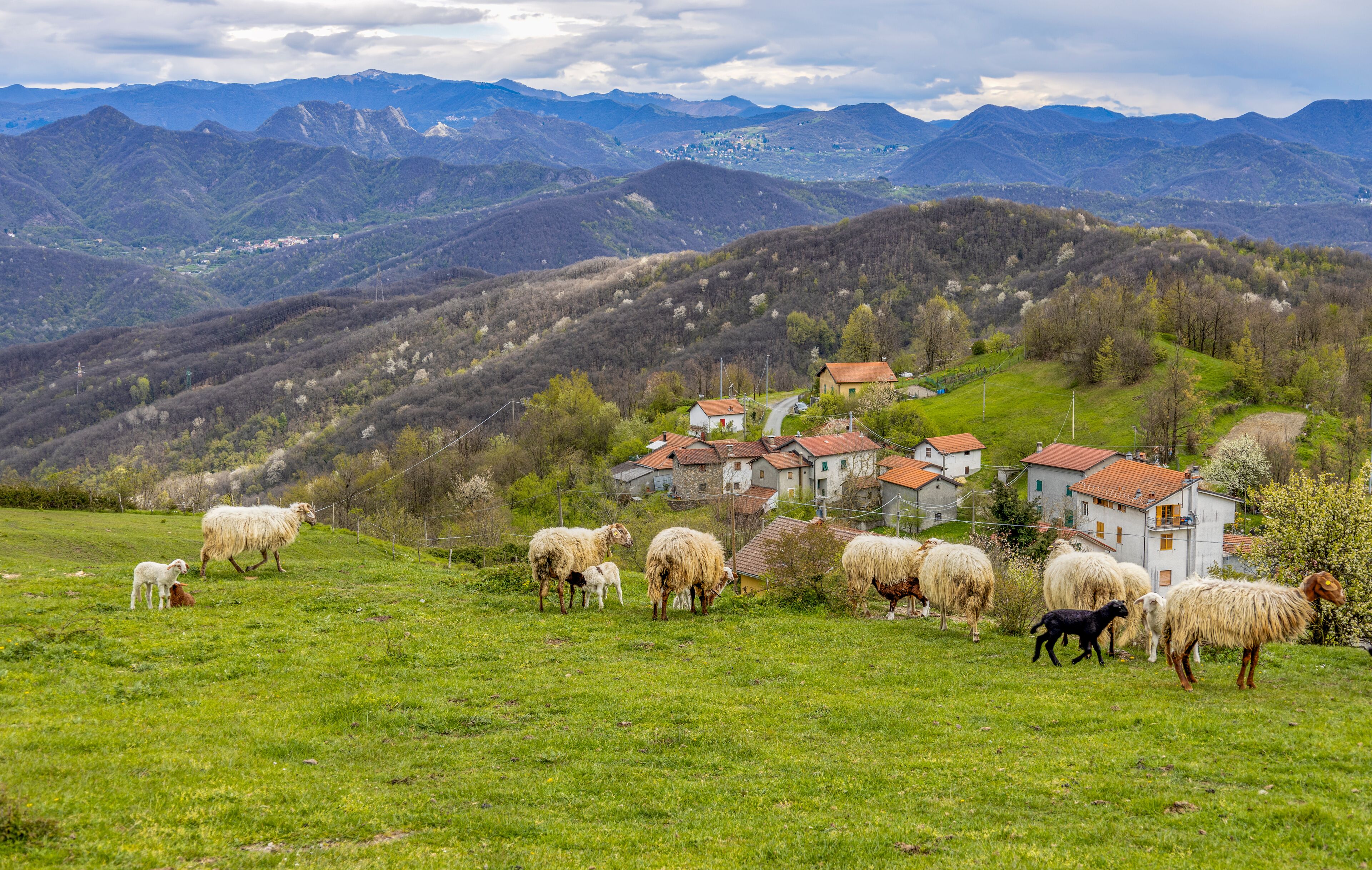 A flock of sheep on the background of an inland town in the province of Genoa, Italy