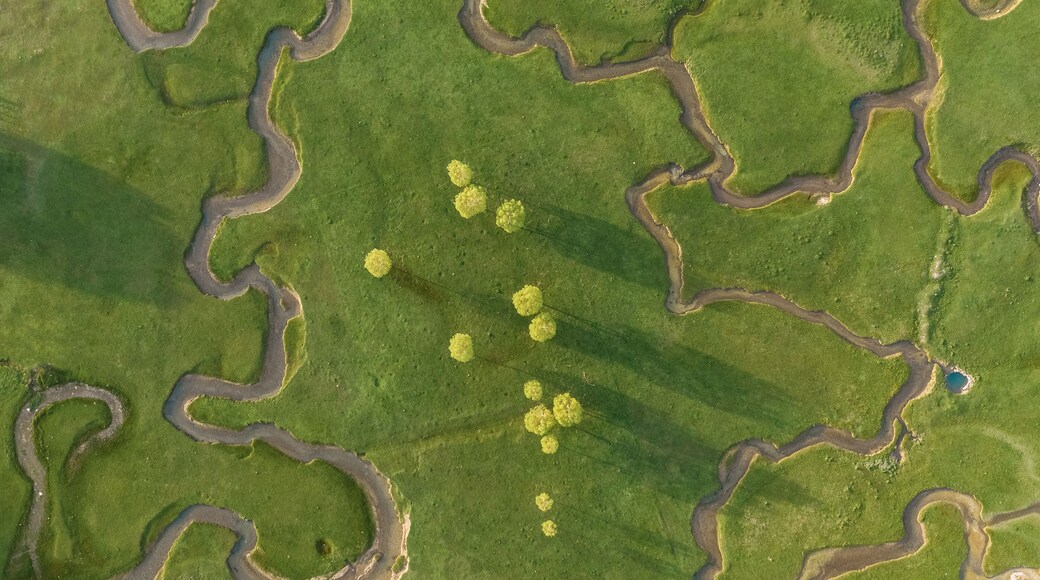 Aerial view of extraordinary meadow with many paths