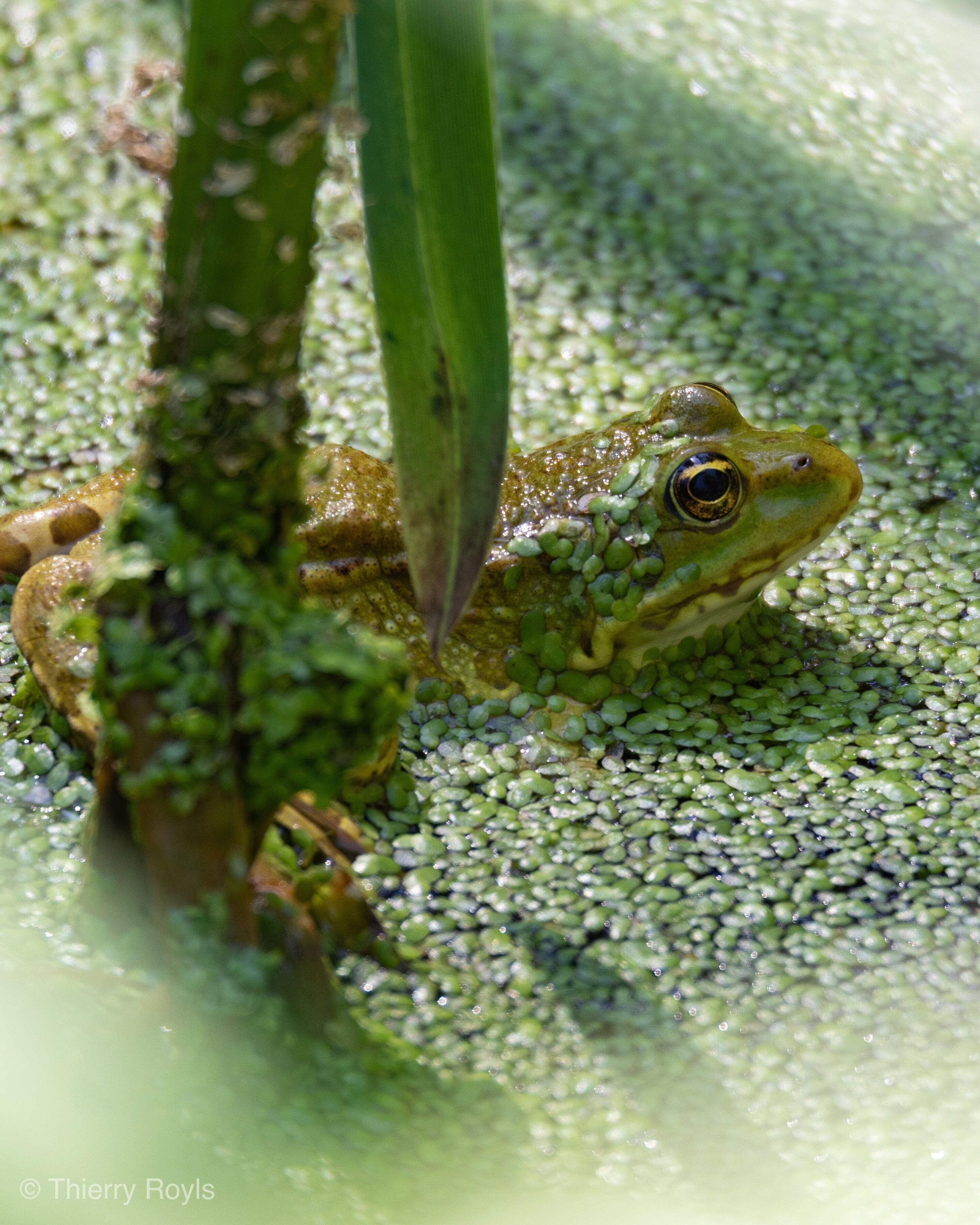 In this season you can find frogs, like the « rainette » in lot of rivers or even hear them but in Kampenhout I’ve bring the biggest time to observe a hundred of them
