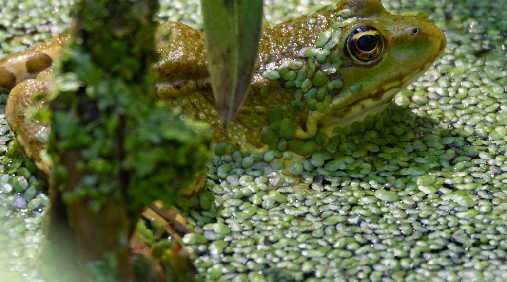 In this season you can find frogs, like the « rainette » in lot of rivers or even hear them but in Kampenhout I’ve bring the biggest time to observe a hundred of them