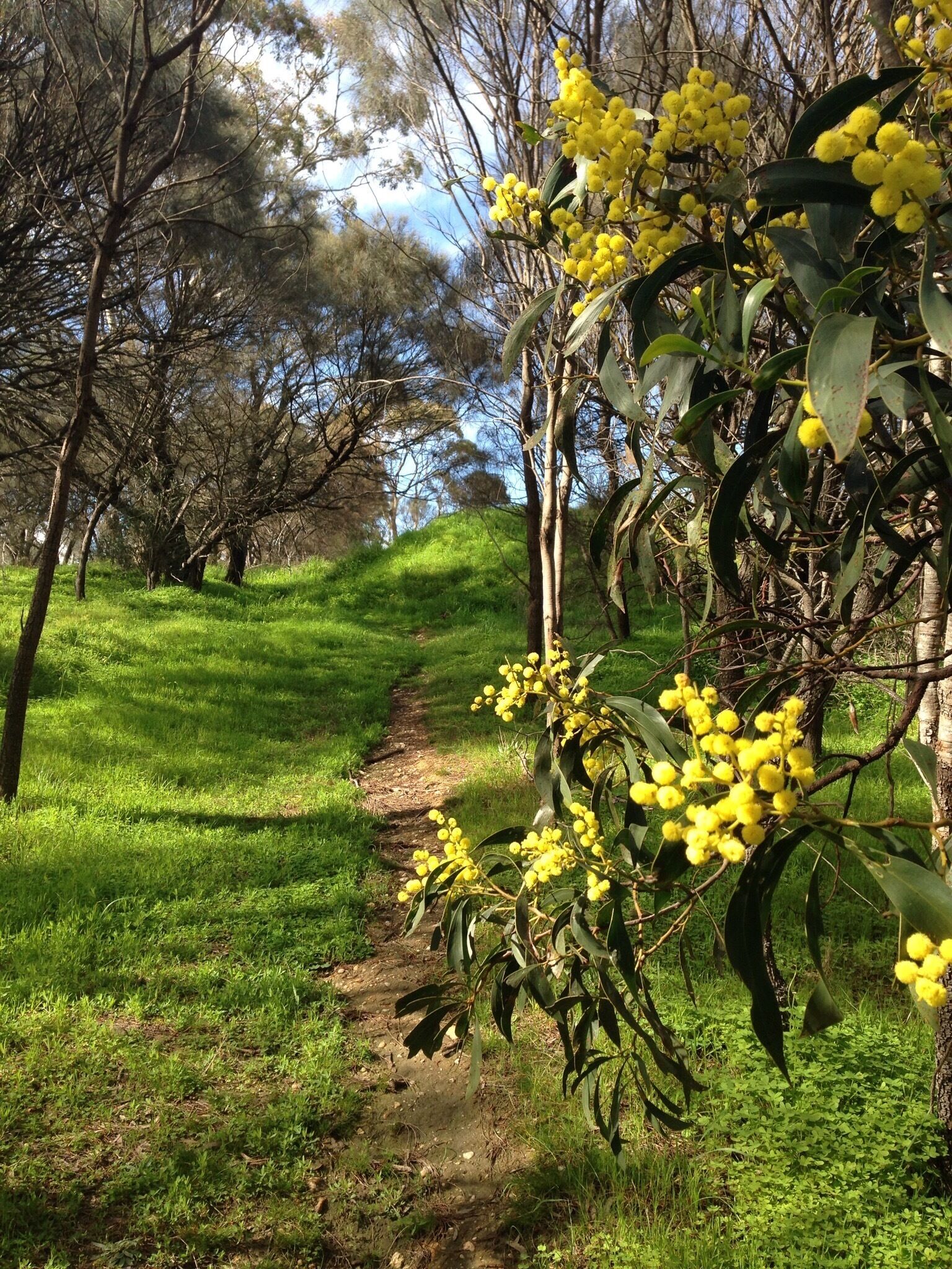 A quaint path behind the lookout, which we found on our way to find a geocache.  It was so peaceful and of course beautiful wattle in bloom all around. 