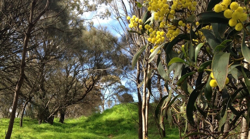 A quaint path behind the lookout, which we found on our way to find a geocache. It was so peaceful and of course beautiful wattle in bloom all around.