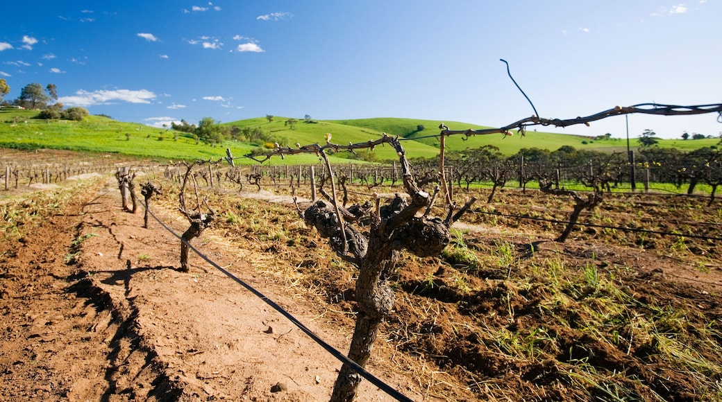 BB967W Rows of grapevines in the Barossa Valley, South Australia, AUSTRALIA