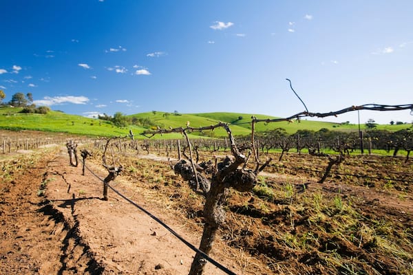 BB967W Rows of grapevines in the Barossa Valley, South Australia, AUSTRALIA