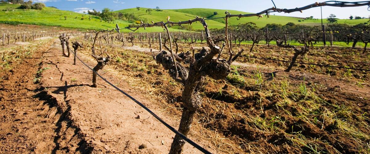 A vineyard with rows of grapevines and a dirt path.