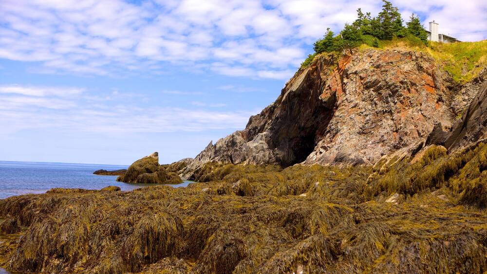 A rocky coastline with seaweed-covered rocks, a cliff with trees, and a building on top.