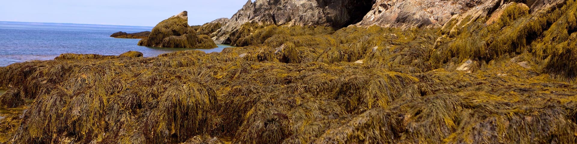 A rocky coastline with seaweed-covered rocks, a cliff with trees, and a building on top.