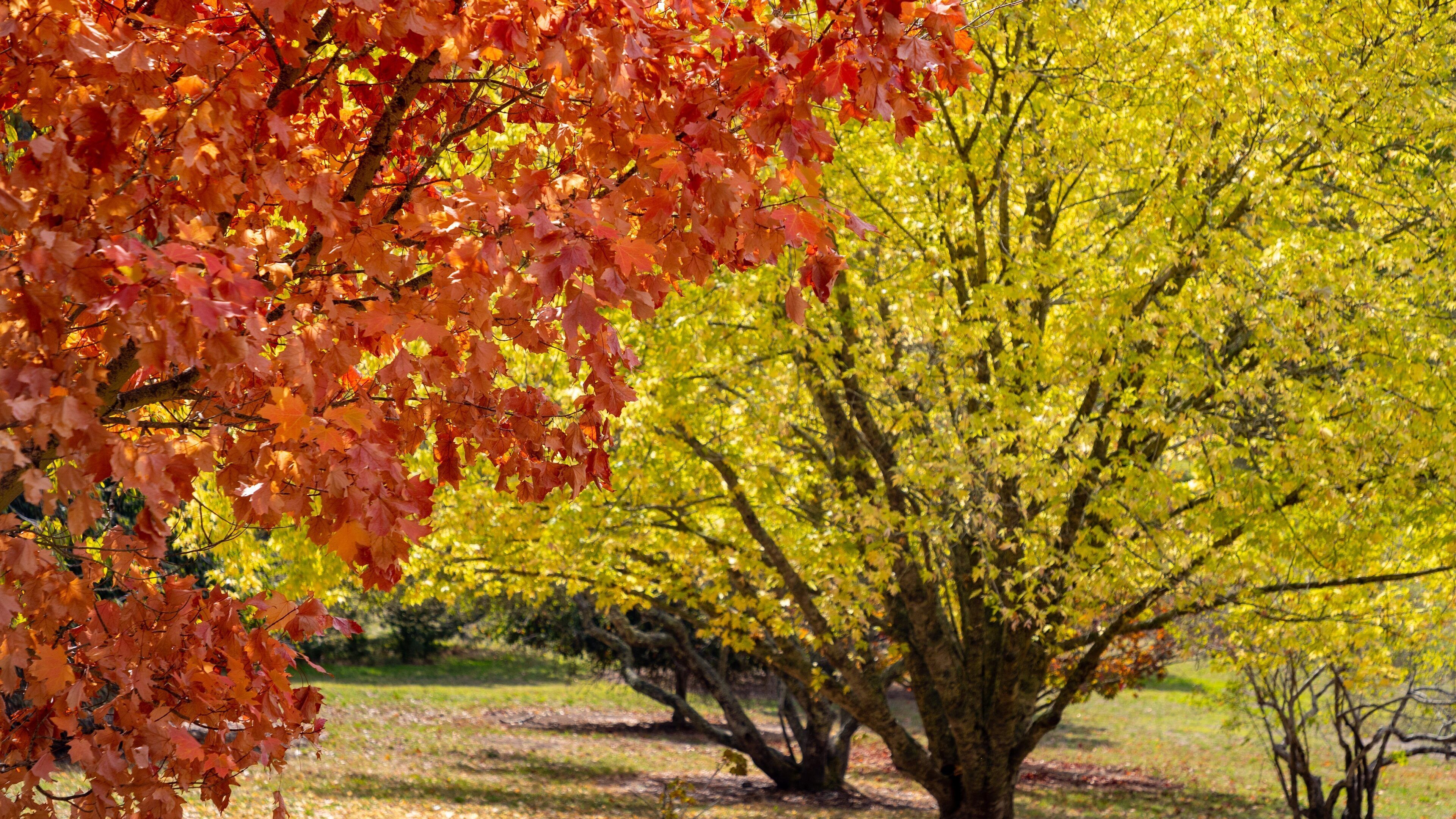 Mount Lofty Botanic Garden featuring a park