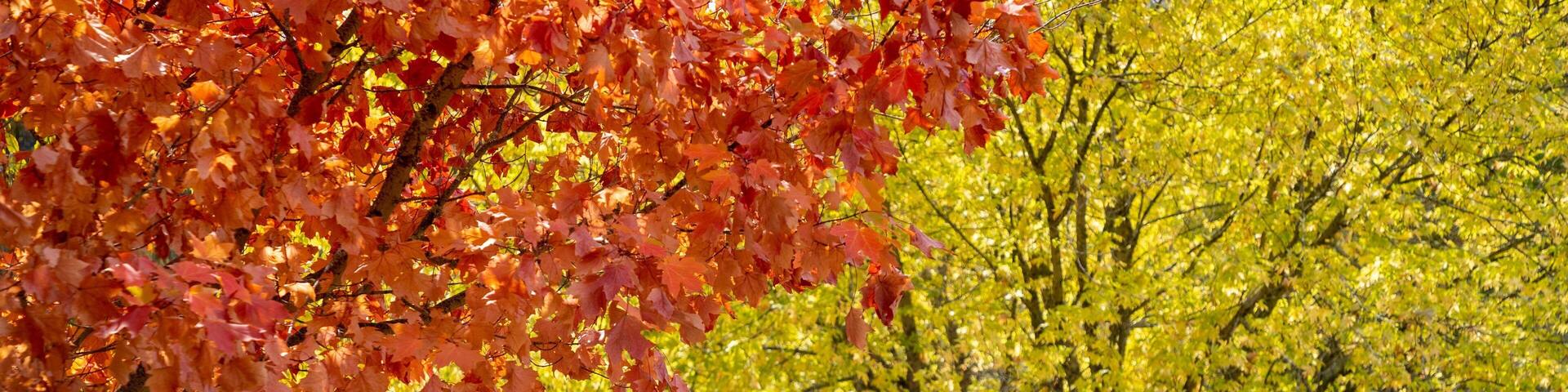 Un árbol con hojas rojas al frente y otro con hojas amarillas al fondo.