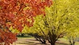 Un arbre aux feuilles rouges au premier plan et un arbre aux feuilles jaunes à l’arrière-plan.