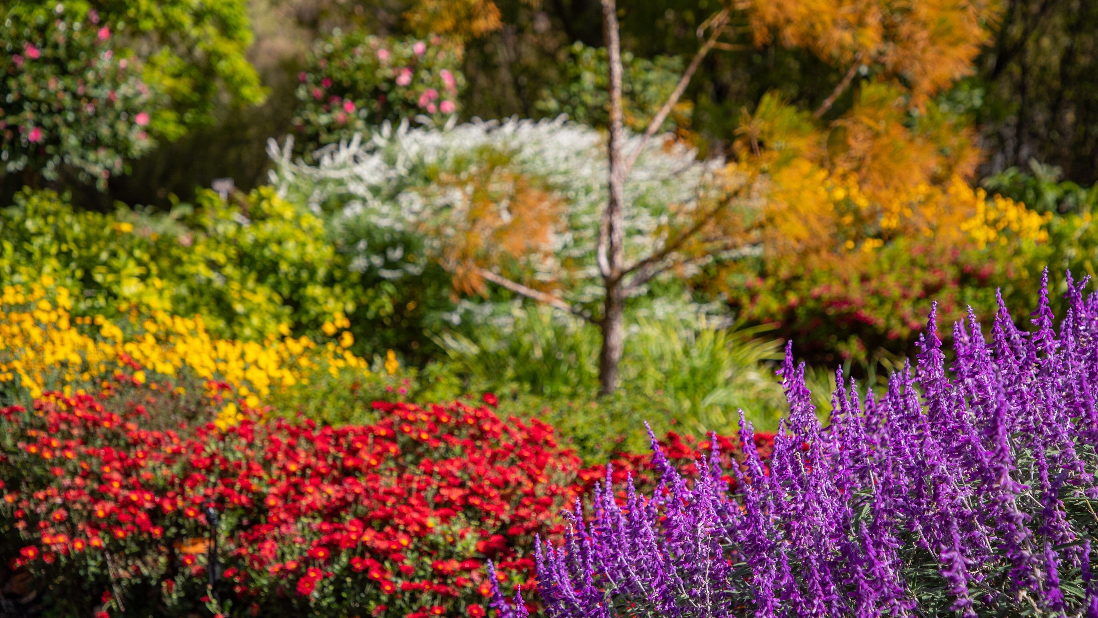 A garden with red, yellow, and purple flowers, and green foliage.