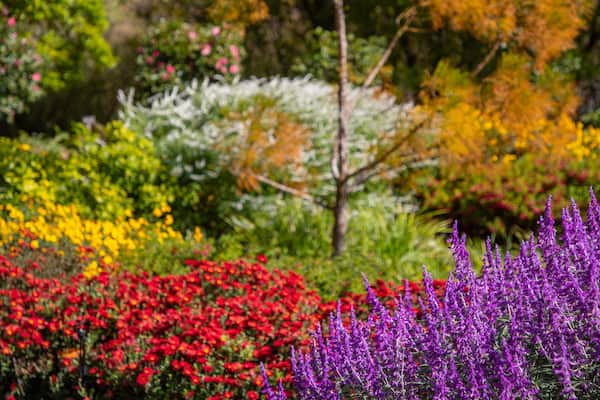 A garden with red, yellow, and purple flowers, and green foliage.