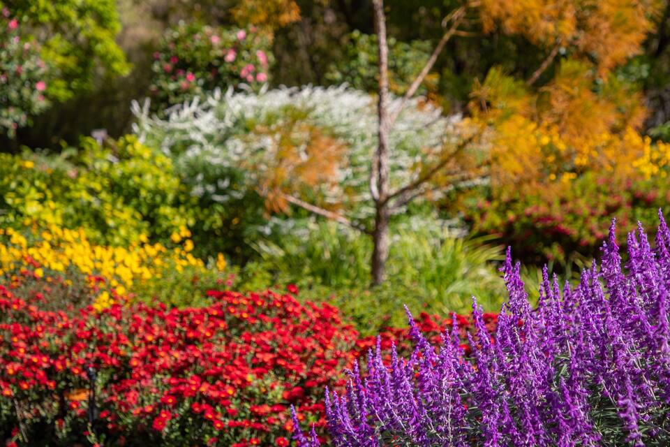 Un jardin où l’on trouve des fleurs rouges, jaunes et violettes, ainsi que du feuillage vert.
