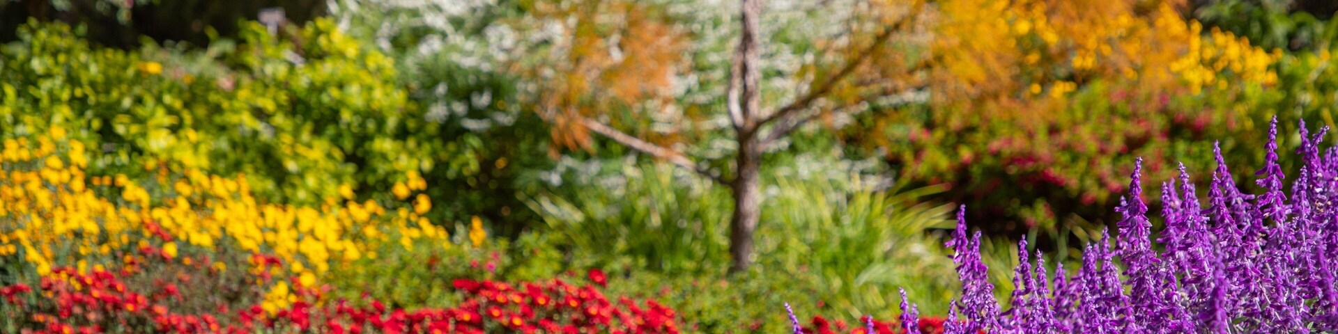 Un jardín con flores rojas, amarillas y púrpuras, y follaje verde.