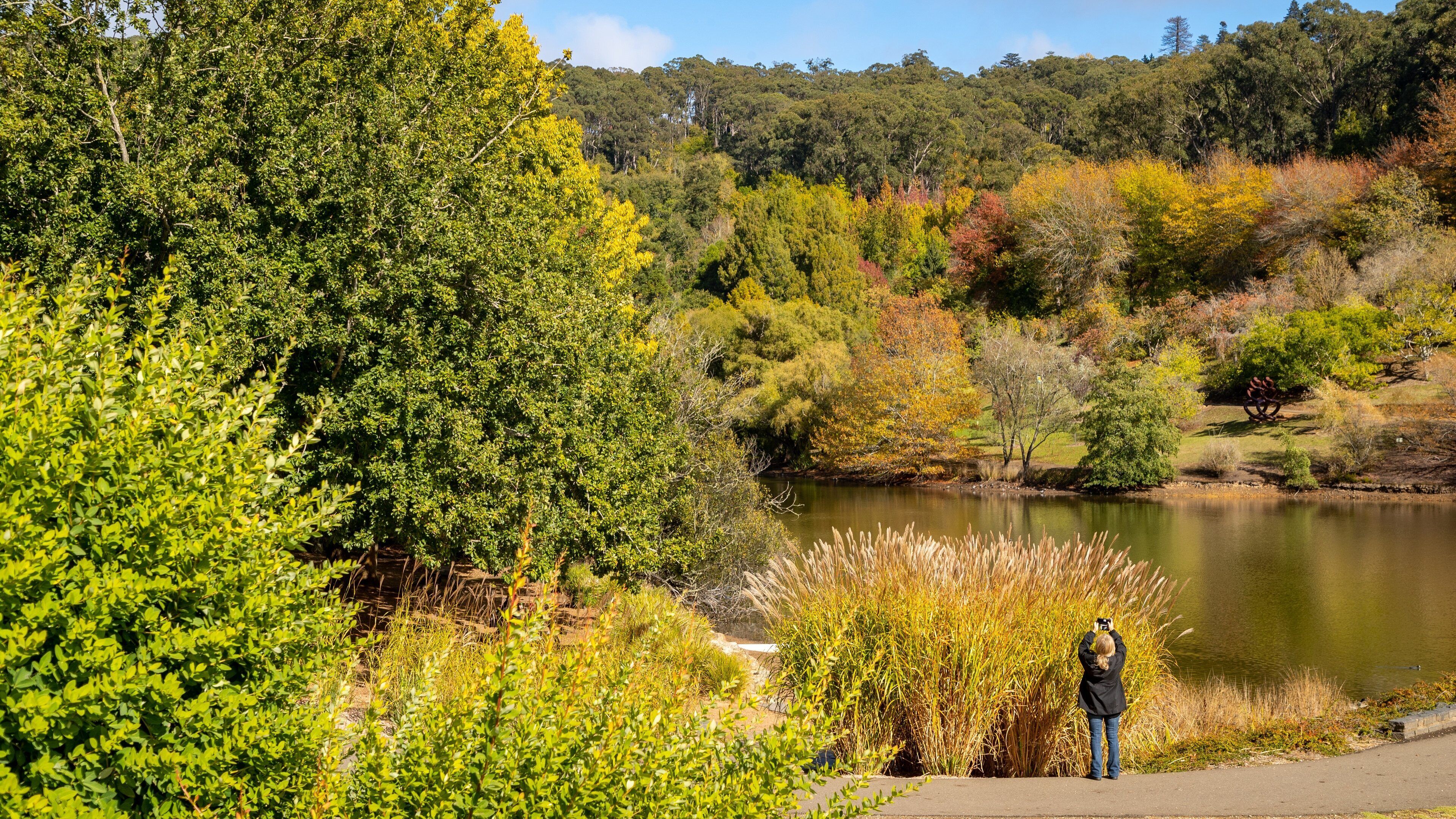 Mount Lofty Botanic Garden featuring a lake or waterhole as well as an individual femail