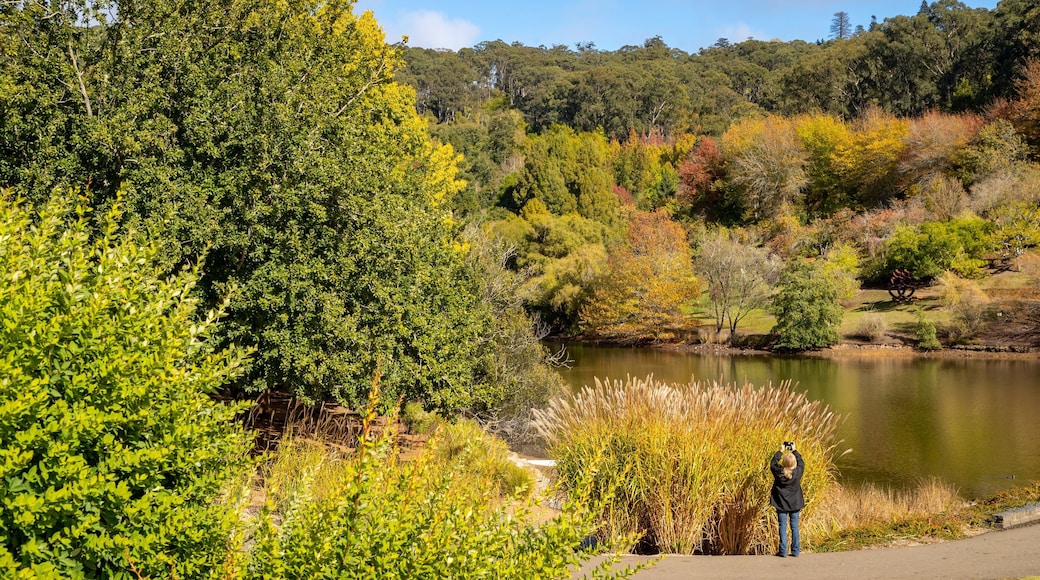 Mount Lofty Botanic Garden featuring a lake or waterhole as well as an individual femail