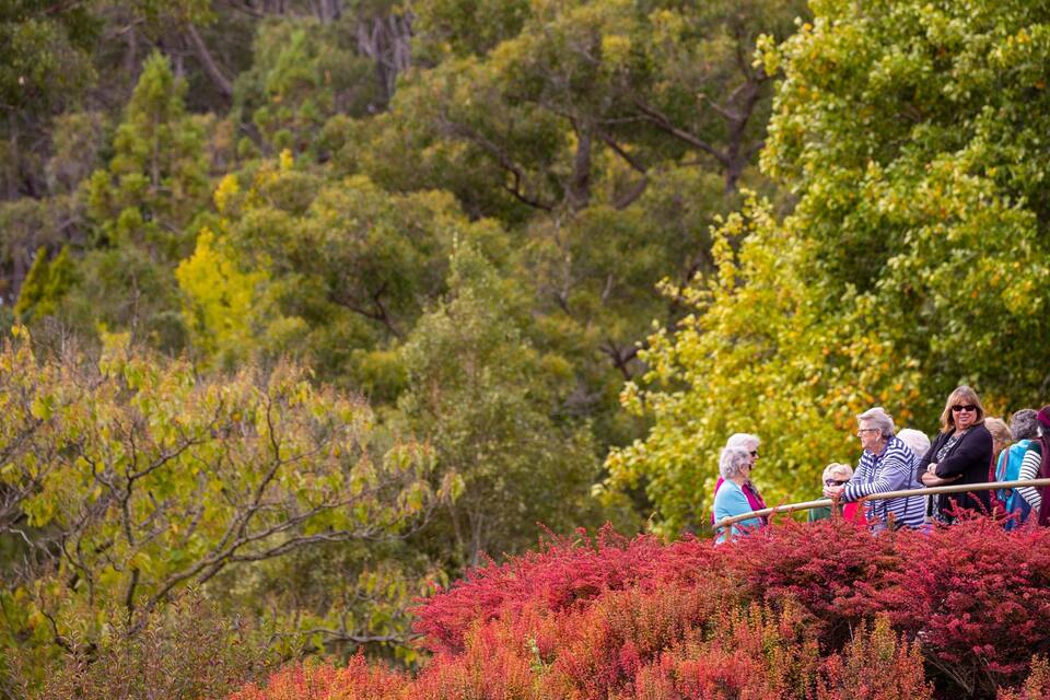 A group of people on a nature trail surrounded by diverse vegetation and trees.