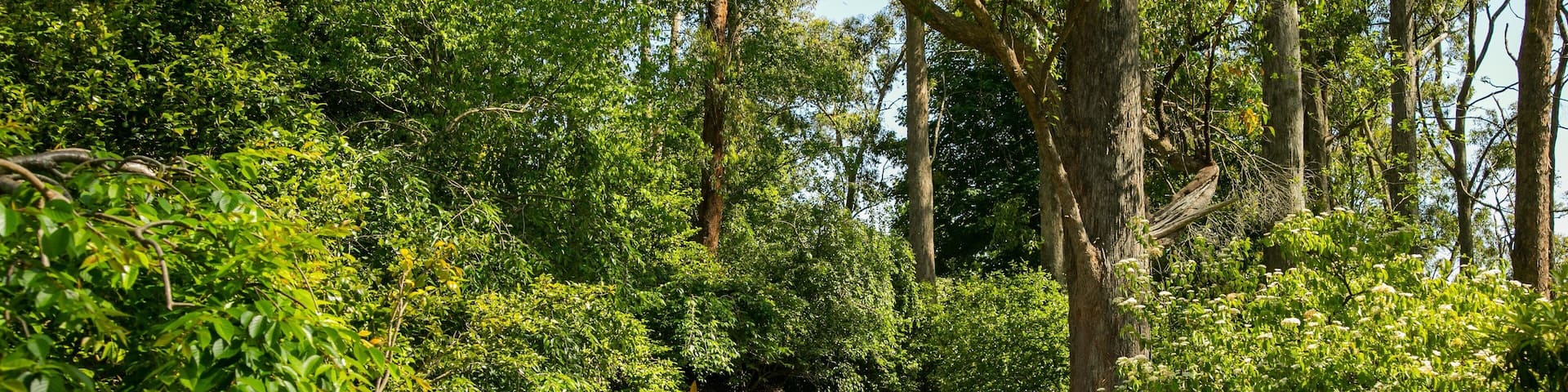 Mount Lofty Botanic Garden featuring a park