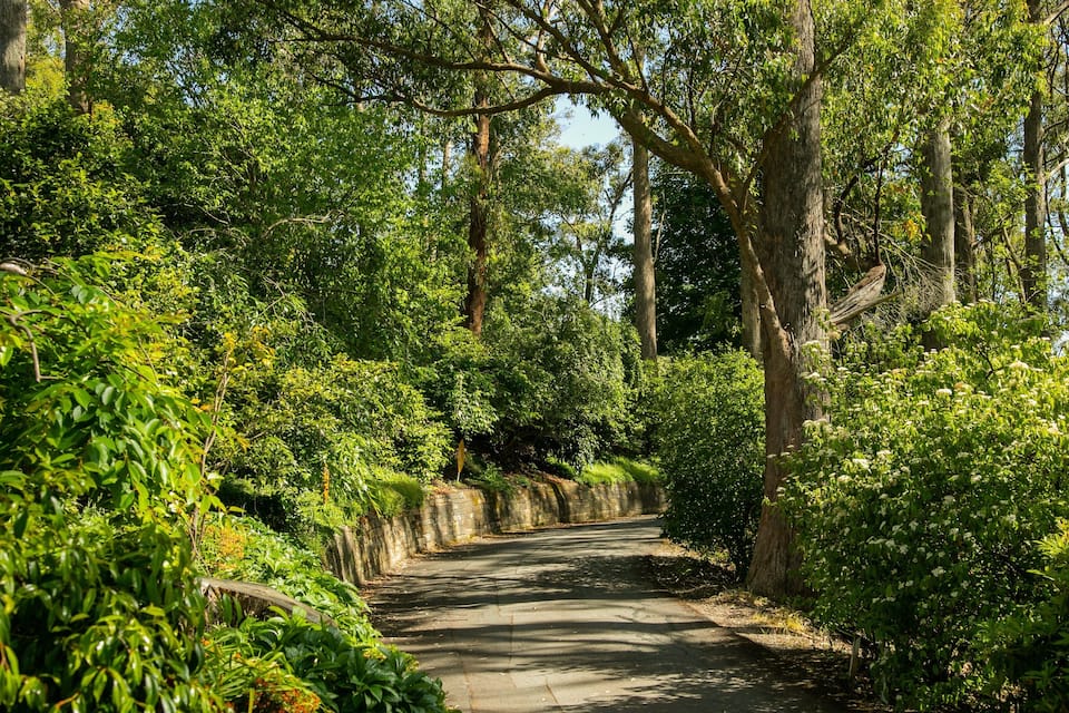A narrow, tree-lined road in a lush, green forest.