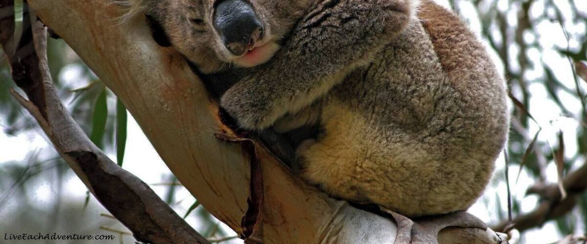 The end of a busy week, and what's a Koala to do but take 40 winks!