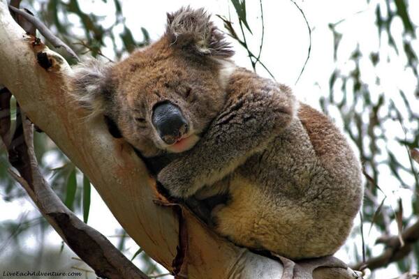 The end of a busy week, and what's a Koala to do but take 40 winks!