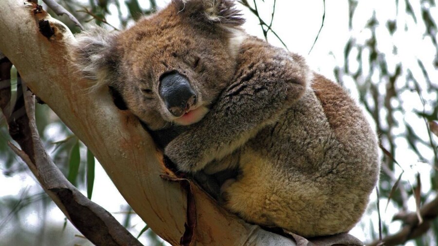 The end of a busy week, and what's a Koala to do but take 40 winks!