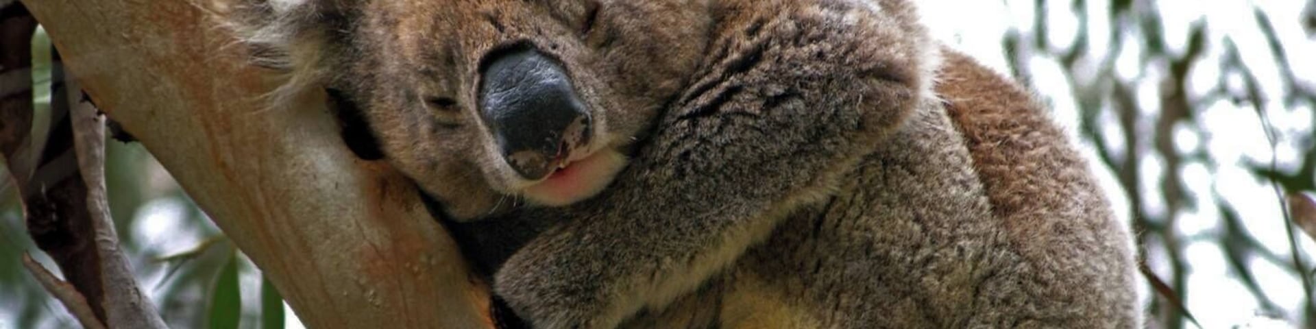 The end of a busy week, and what's a Koala to do but take 40 winks!