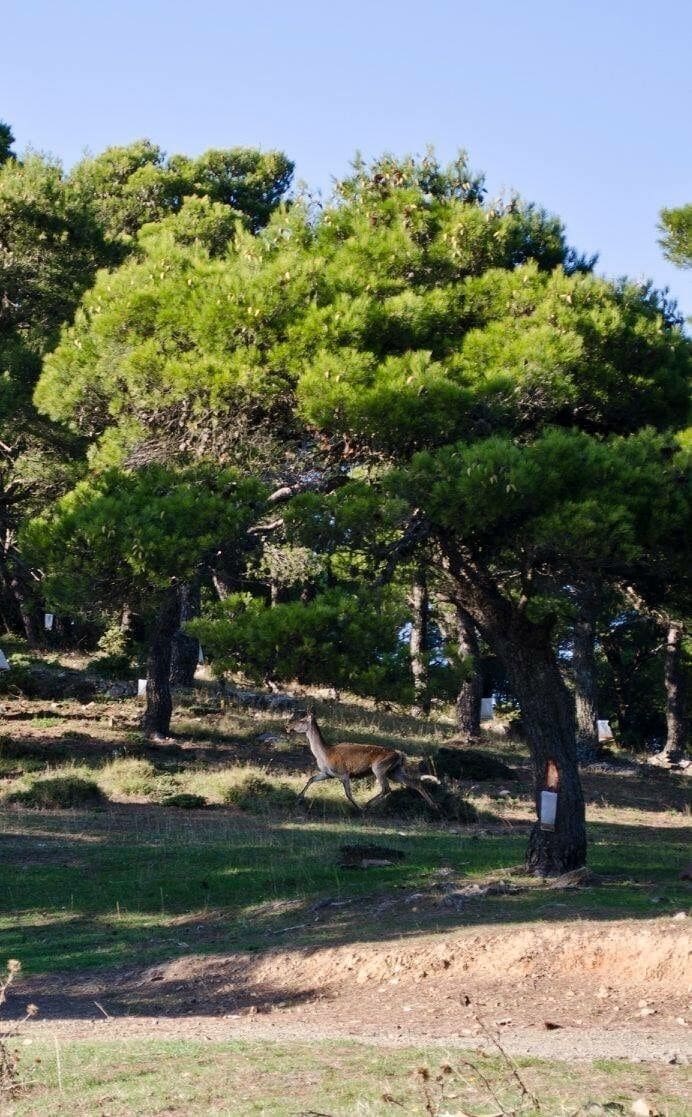 Reindeer at parnitha .. Amazing animal :)