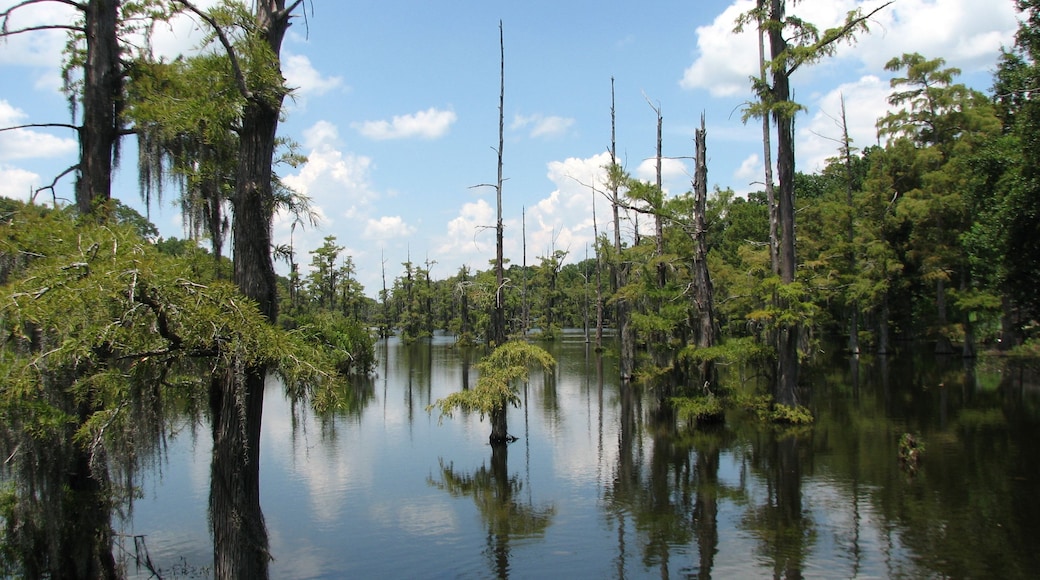 Un marais avec de grands arbres et une étendue d’eau qui reflète le ciel.