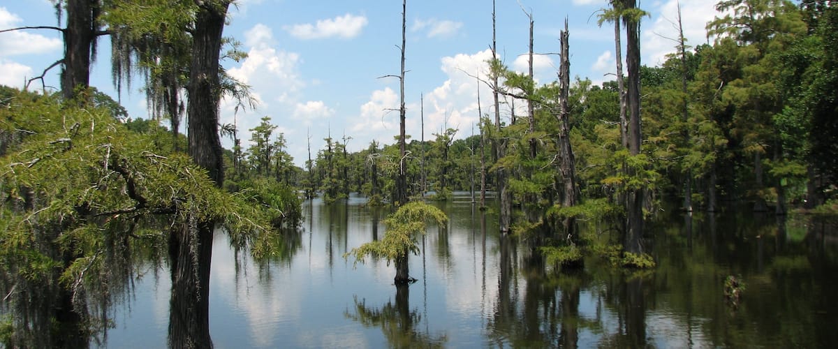 Bayou