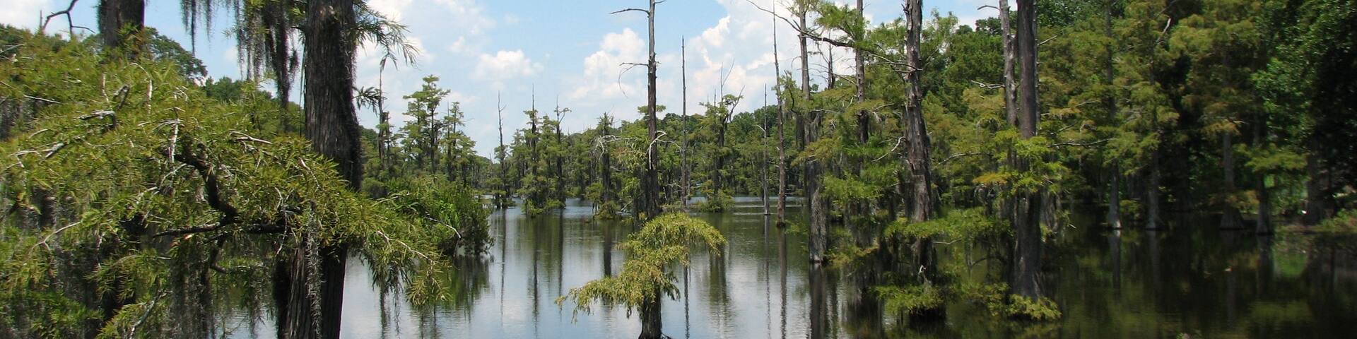 Bayou