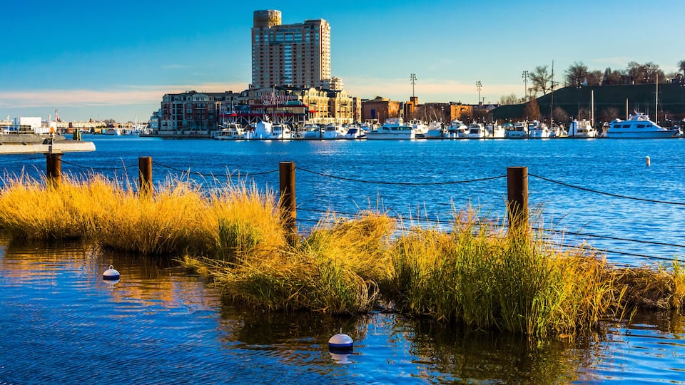 Swamp grasses in the Inner Harbor of Baltimore, Maryland