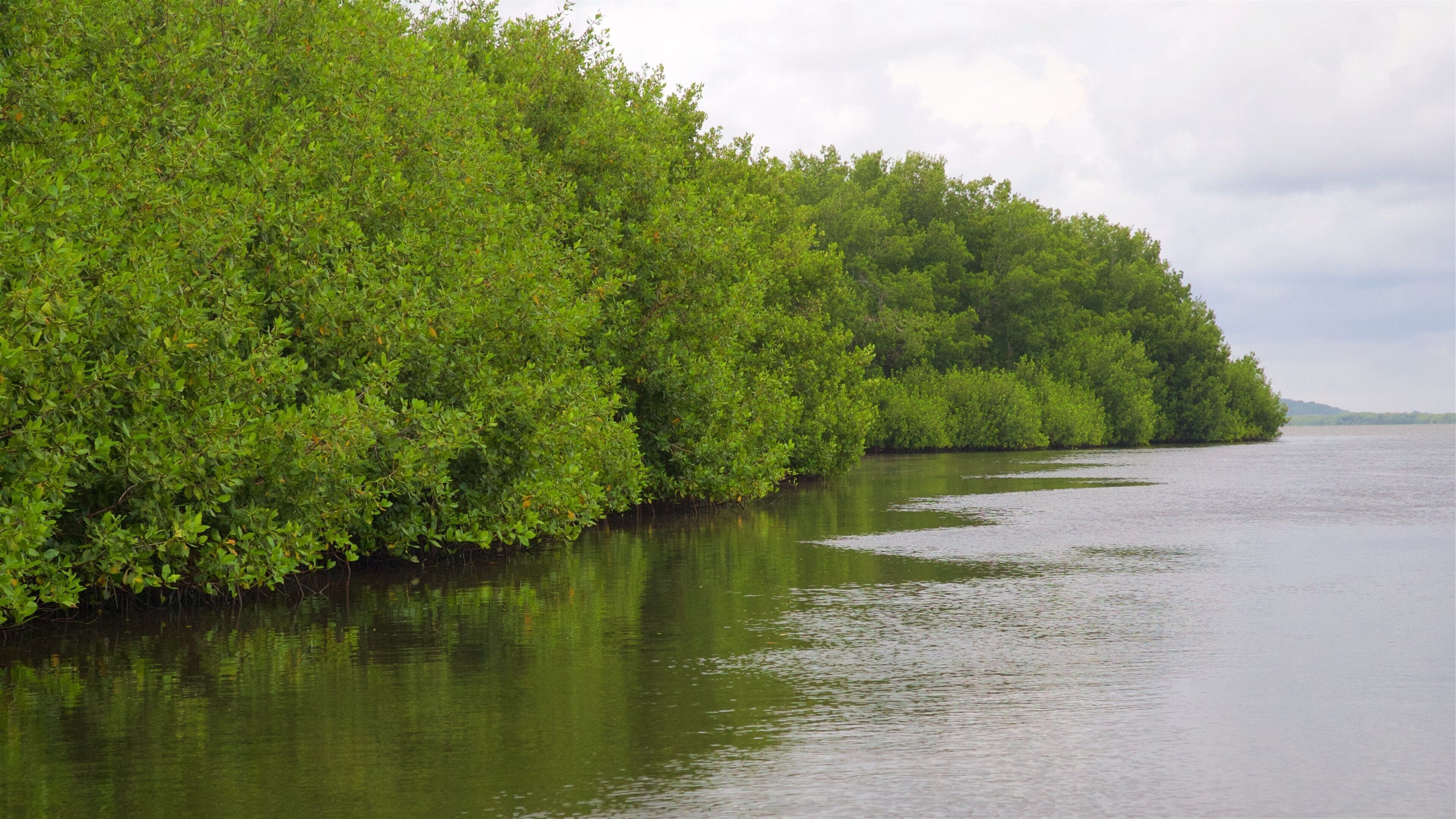 A calm river bordered by dense green foliage.