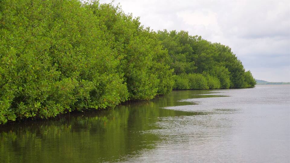 A calm river bordered by dense green foliage.