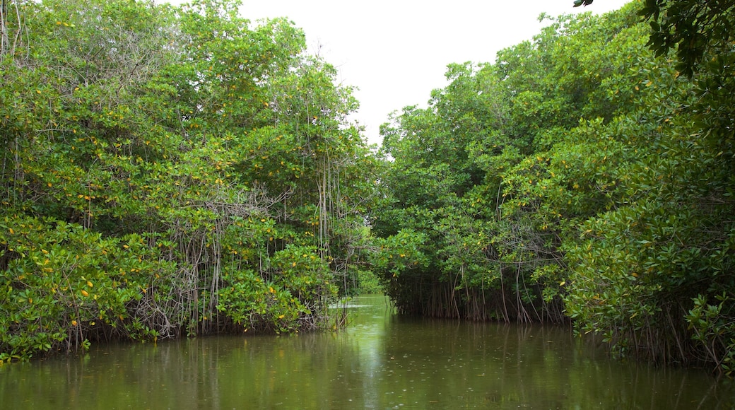 Chacahua Lagoon National Park which includes wetlands