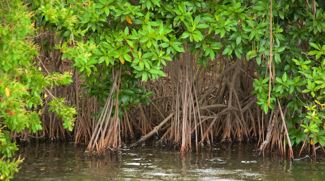 Chacahua Lagoon National Park showing wetlands