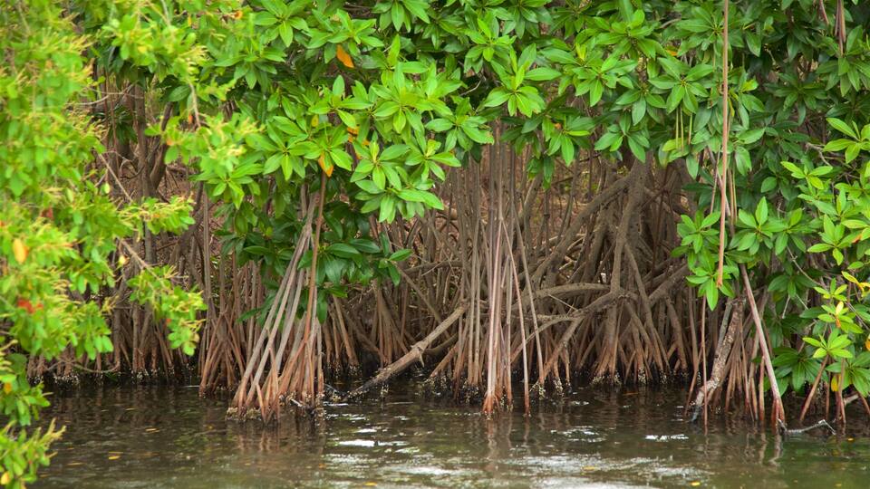 A mangrove forest with dense green foliage and tangled roots in the water.