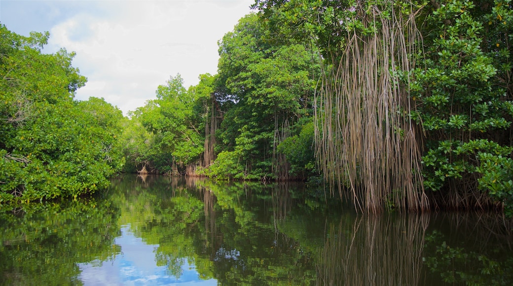 Chacahua Lagoon National Park showing wetlands and a river or creek