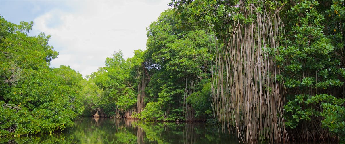 Chacahua Lagoon National Park featuring wetlands and a river or creek
