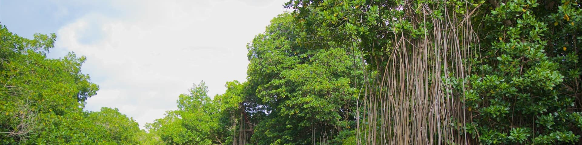 Chacahua Lagoon National Park showing wetlands and a river or creek