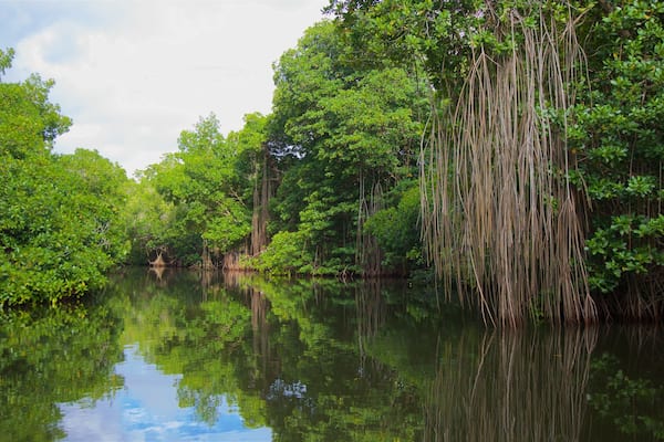チャカウア ラグーン ナショナル パーク 表示 河あるいは小川 と 湿地