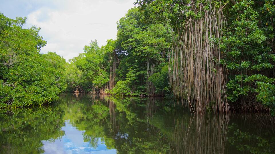 A calm river surrounded by dense mangrove trees reflecting the sky.