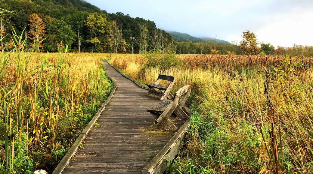 Appalachian Trail, NY