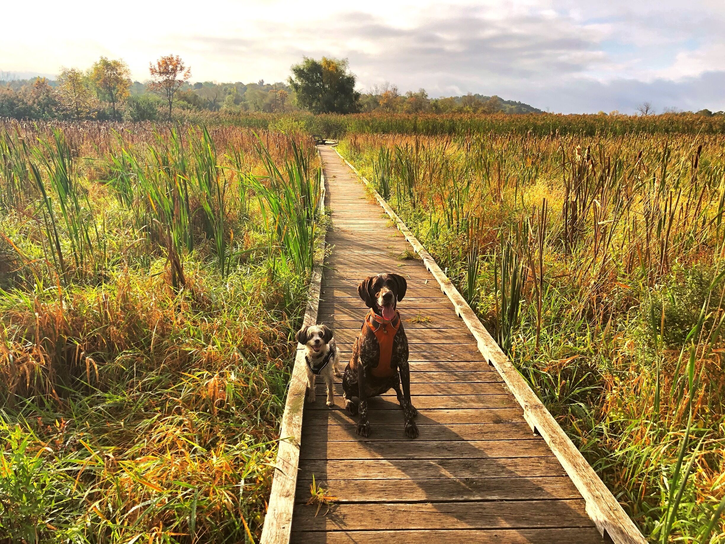 Appalachian Trail, NY