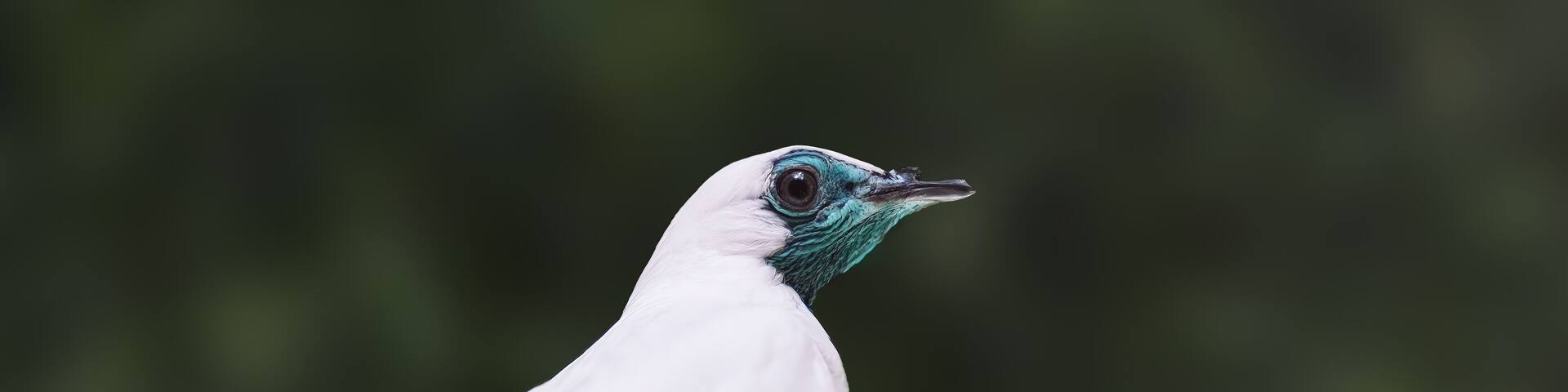 Bare-throated Bellbird (Procnias nudicollis) - South American Bird