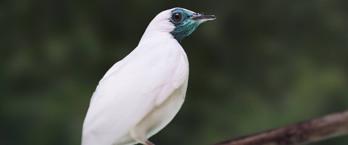 A white bird with a green head perched on a branch.