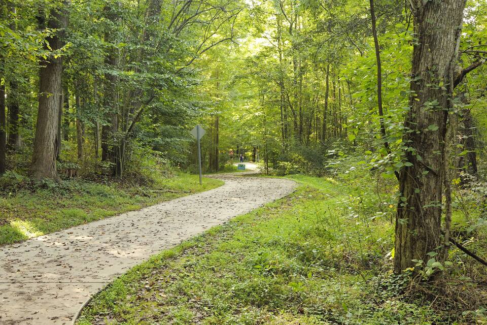 A forested path with a dirt trail, surrounded by tall trees and lush greenery.