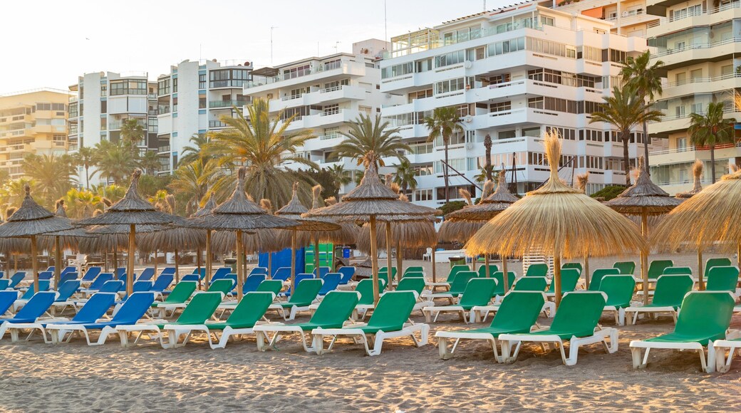 Venus Beach showing a sunset, tropical scenes and a beach